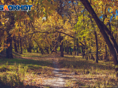 В Ростовской области  создали гоструктуру для охраны лесополос