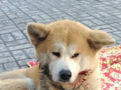 Масштабную операцию по спасению сбитой на дороге большой собаки провели жители Ростова