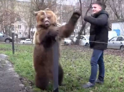 Хозяин знаменитой медведицы Нюры рассказал, почему выгуливал ее без намордника в Таганроге