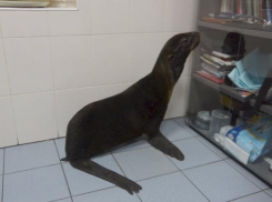 Морского котика Василису спасли ростовские ветеринары