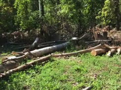 Власти Новочеркасска рассказали зачем рубят деревья, которые пытаются отстоять жители
