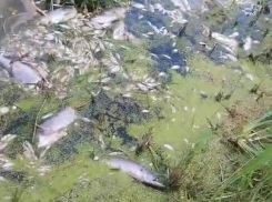 В Ростовской области детский тренер пожаловался на загрязнение реки очистными сооружениями