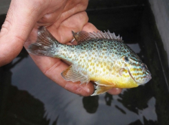 Массово уничтожающего рыбу американского хищника поймали ростовские рыбаки