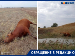 В Ростовской области 13 коров отравились насмерть неизвестным ядовитым веществом