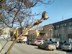 Ростов ждет потепления: прогноз погоды на вторник 26 марта