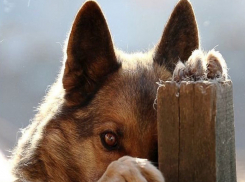 Неадекватный охранник-живодер в парке Ростова избил до полусмерти всеобщего любимца Васю