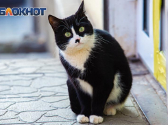 В Ростовской области ввели карантин из-за бешеной кошки 