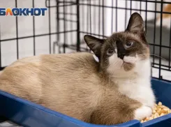 В Ростове собираются построить приют для бездомных животных на 2 тысячи мест 