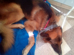 В Ростове убийцы отравили несколько собак ядом на палках