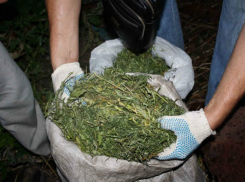 Забитый марихуаной чердак обнаружили в частном доме Ростовской области