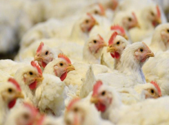 Вспышка птичьего гриппа вынудила руководство Ростовской области принять срочные меры