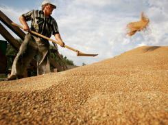 Первый миллион зерна собрали с донских полей