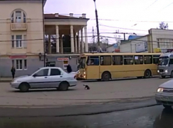 Ужасные мучения собаки, которую сбила иномарка возле вокзала Таганрога, попали на видео