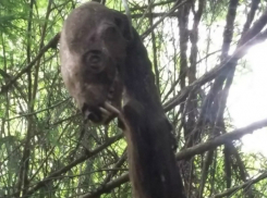 Подвешенный на дереве жуткий труп чупакабры обнаружили туристы в лесу под Ростовом