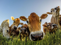 В Ростовской области фермеры для хорошего удоя стали включать коровам классическую музыку