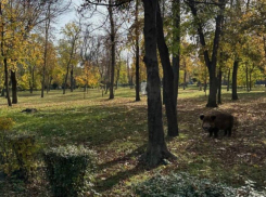 Ростовчане снова заметили гуляющего по улицам города кабана 