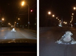 Обезьяна на проезжей части проспекта взбудоражила ростовчан 