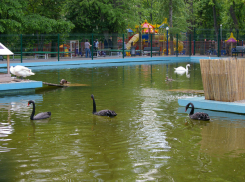 «Зеленый» облик Ростова могут выбирать местные жители, предложив свой сорт растения