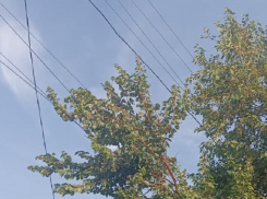Ростовчанин пожаловался на угрожающие проводам ветки