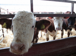 Развитию семейных фермерских хозяйств планируют помочь в правительстве Ростовской области