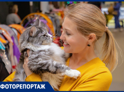 В Ростове организовали международную выставку кошек для желающих завести питомца