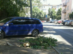 Опасно повисшую на проводах ветку на улице Ленина убрали после публикации «Блокнота»
