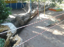 Убийственно большое дерево рухнуло в детском саду Ростова-на-Дону