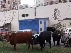 В Ростове стадо коров заметили на лужайке у многоэтажного дома