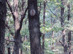 В Ростовской области роще «Дубки» присвоят статус особо охраняемой природной территории
