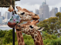 В ростовском зоопарке поселятся два жирафа и олень