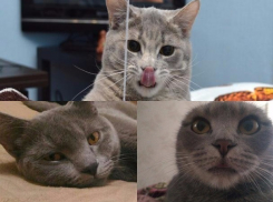 Победителями конкурса «Самый красивый кот-2017» стали Йена, Дымок, Багира, Платон, Марсель, Барсик, Баксик, Матильда, Читка и Белла