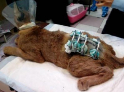 Ростовские ветеринары спасли каракала, вставив в сломанный позвоночник конструкцию из спиц