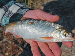 В Ростовской области после исключения из красной книги сохраняется запрет на вылов шемаи