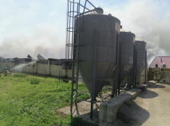 На свиноферме в Ростовской области сгорели 11 тысяч поросят