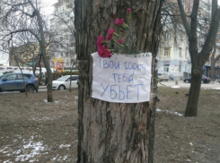 Убившее 21-летнюю девушку в Ростове дерево было признано безаварийным и безопасным 