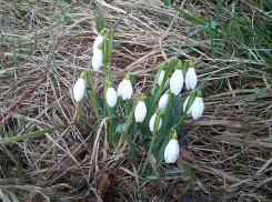 В четверг воздух в Ростовской области прогреется до +22°