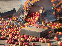На Дону под бульдозер попали польские яблоки стоимостью почти 2 миллиона рублей