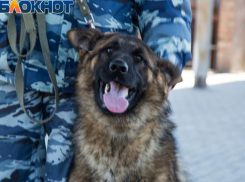 «Собаки — они как дети, без любви с ними нельзя»: репортаж из центра, где готовят четвероногих полицейских