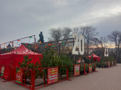 Деревья по цене нового смартфона: «Блокнот» узнал, сколько стоят живые елки в Ростове