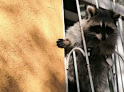 Попытка енота сбежать из-под «домашнего ареста» попала в объектив случайного прохожего в Ростове