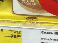 Усатый рыжий таракан «проверял на свежесть» товары со скидками в «Пятерочке» Ростова