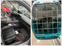Для спасения котенка пришлось разобрать автомобиль в Ростове