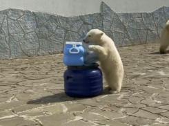 Медвежонку Айке из ростовского зоопарка исполнилось полгода