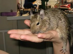 Женщина до смерти замучила чилийскую белку, пытавшуюся убежать из клетки в Ростовской области