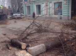  В Ростове стало на 11 деревьев меньше