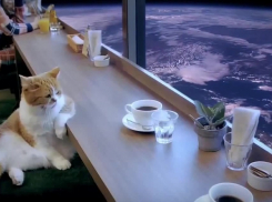 Ростовчан будут «обслуживать» семь котов в новом котокафе