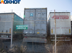 Львам и тиграм въезд запрещен: ростовские таможенники не пустили цирковых животных на Украину