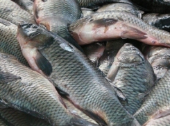 В Ростове уничтожили 171 кг рыбы 