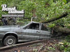 В Ростове дерево рухнуло на припаркованный ВАЗ-2115