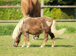 Ростовчан приглашают на бесплатную фотосессию с мини-пони 